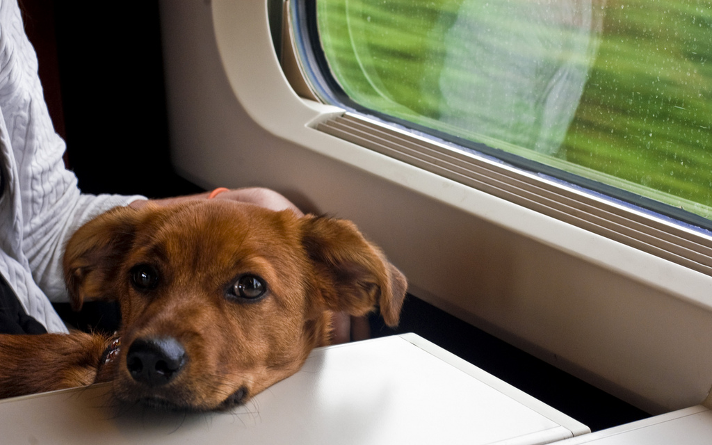 Viajar pela Europa de Trem com Animais de Estimação