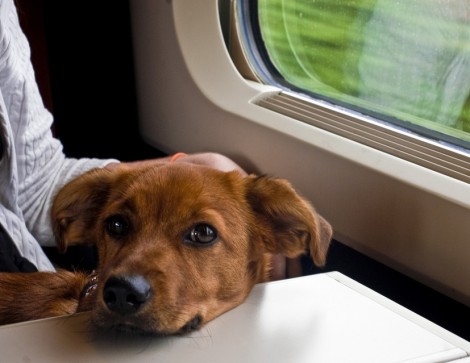 Viajar pela Europa de Trem com Animais de Estimação - Perro en Thalys